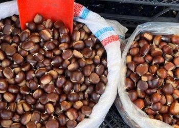 Kestane toplamak isteyen fiyat ödeyecek