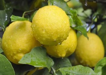 Limonda fiyat makası açıldı