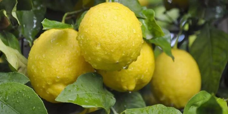 Limonda fiyat makası açıldı