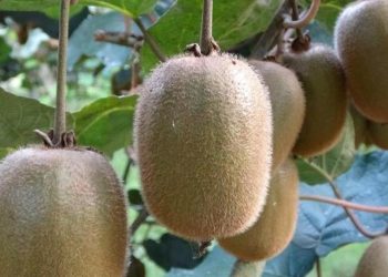 Ordu kivisinde fiyat belirlendi