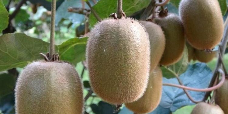 Ordu kivisinde fiyat belirlendi