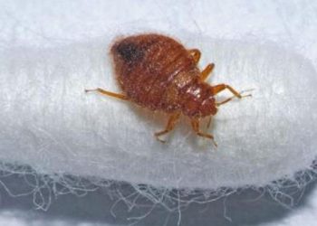 Paris’i tahtakuruları bastı, hükümet alarma geçti!