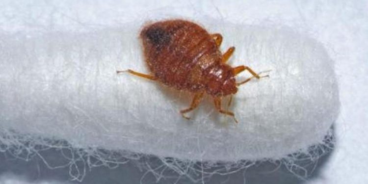 Paris’i tahtakuruları bastı, hükümet alarma geçti!