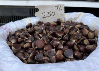 Sinop kestanesi satışa çıktı