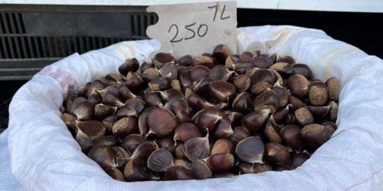Sinop kestanesi satışa çıktı