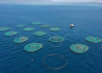 Türk balık üreticisine memleketler arası yatırım