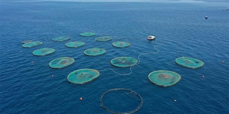 Türk balık üreticisine memleketler arası yatırım