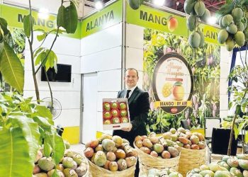 ‘Türk mangosu marka olacak’