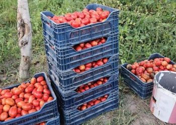 Üreticilerden domates fiyatı reaksiyonu