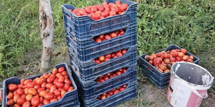 Üreticilerden domates fiyatı reaksiyonu