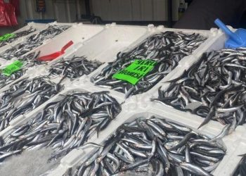 Vatandaş balığa yöneldi