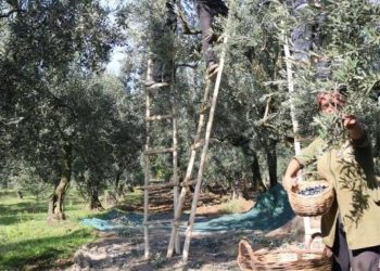 Zeytin alım fiyatları muhakkak oldu