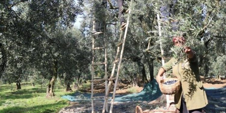 Zeytin alım fiyatları muhakkak oldu