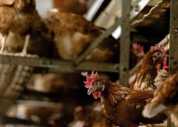 40 bin kümes hayvanı itlaf edilecek! Japonya’da alarm…