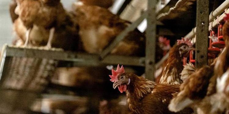 40 bin kümes hayvanı itlaf edilecek! Japonya’da alarm…