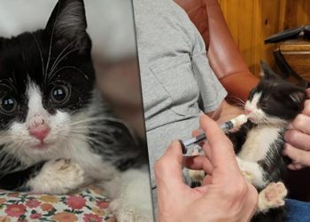 ABD’yi karıştıran yavru kedi! 7 milyon insan tehlikede…