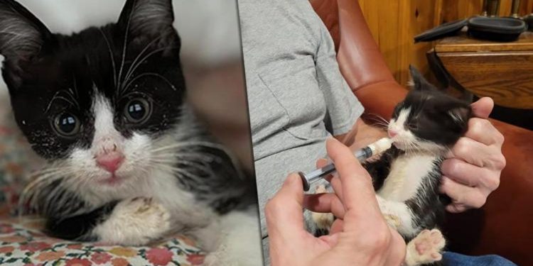 ABD’yi karıştıran yavru kedi! 7 milyon insan tehlikede…