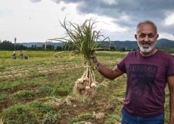 Bakan Kacır’dan araban sarımsağı açıklaması: AB tescilinde son etapta