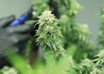 Birinci endüstriyel kenevir tarlasında hasat… 30 milyon dolarlık yatırımda sona gelindi