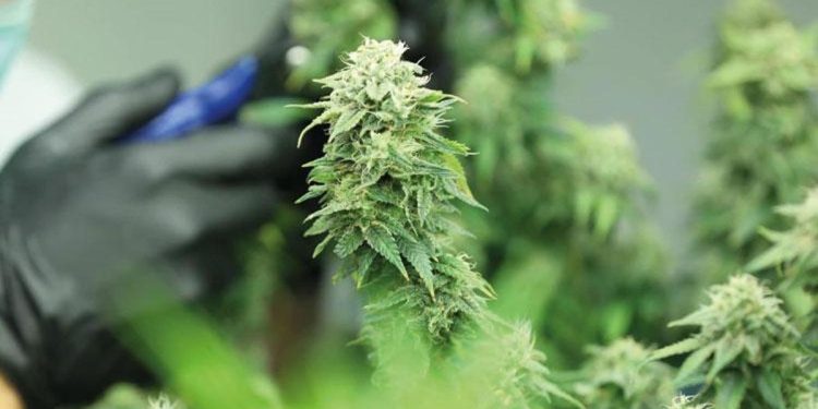 Birinci endüstriyel kenevir tarlasında hasat… 30 milyon dolarlık yatırımda sona gelindi