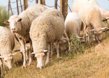 Çoban dayanağı yüzde 150 arttı