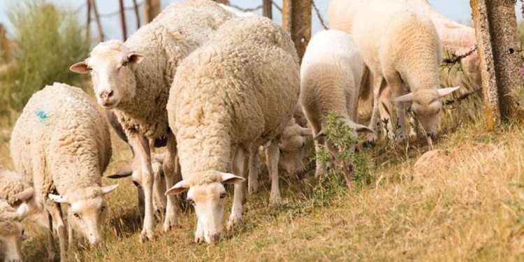 Çoban dayanağı yüzde 150 arttı