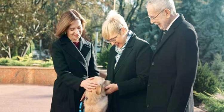 Codrut üzücü ısırdı