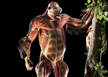 ‘Gerçek Hayvanların Anatomi Sergisi” birinci kere Türkiye’ye geliyor