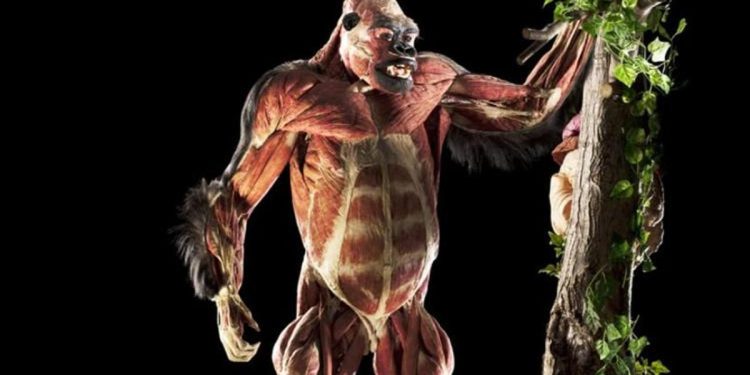 ‘Gerçek Hayvanların Anatomi Sergisi” birinci kere Türkiye’ye geliyor