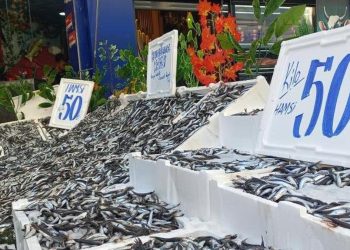 Hamsi 50 liraya düştü