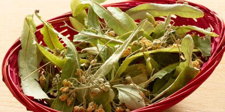 Ihlamur fiyatları yüksek seyrediyor