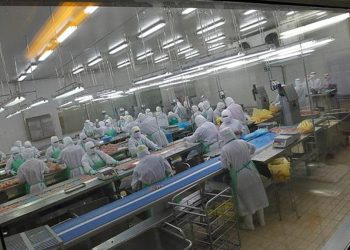 Japonya’da kuş gribi alarmı… 72 bin kümes hayvanı itlaf edilecek