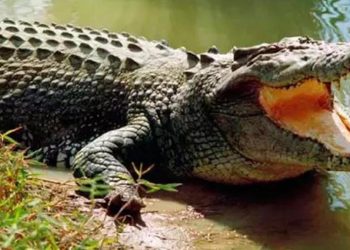 Kendini ısıran timsah ısırarak vefattan kurtuldu!