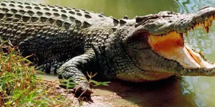 Kendini ısıran timsah ısırarak vefattan kurtuldu!