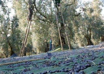 Marmarabirlik’ten kooperatif ortaklarına ödeme