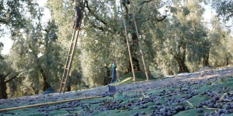 Marmarabirlik’ten kooperatif ortaklarına ödeme