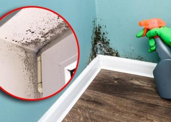 Rutubet ve küf kokusu kabus olmaktan çıkıyor! Temizlikte hayat kurtaran formül