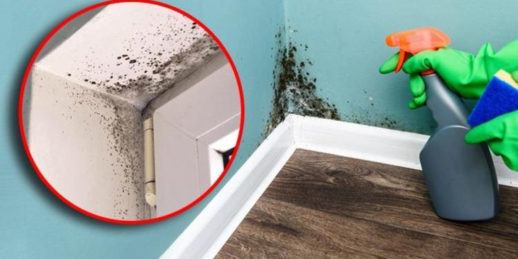 Rutubet ve küf kokusu kabus olmaktan çıkıyor! Temizlikte hayat kurtaran formül