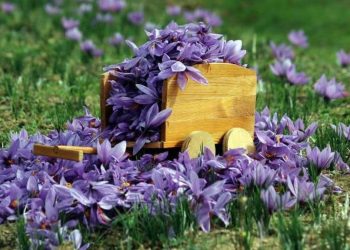 Safranda düşük rekolte bekleniyor