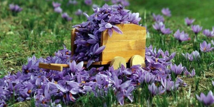 Safranda düşük rekolte bekleniyor