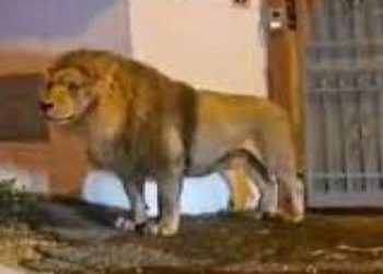 Toplumsal medya bu manzaraları konuşuyor: Sirkten kaçan aslan İtalya sokaklarında gezintiye çıktı