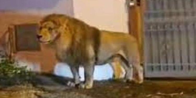 Toplumsal medya bu manzaraları konuşuyor: Sirkten kaçan aslan İtalya sokaklarında gezintiye çıktı