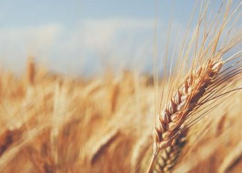 Toprak eserlerinden alınan zekata ne denir? Aşar vergisi ile ilgili bilgiler!