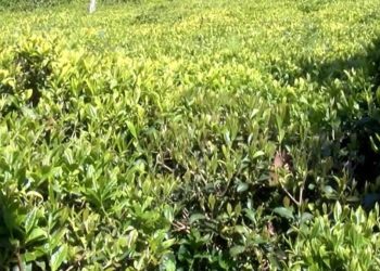 YAŞ ÇAY FARK ÖDEMESİ 2023: Tarım Bakanlığı ödeme fiyatını açıkladı