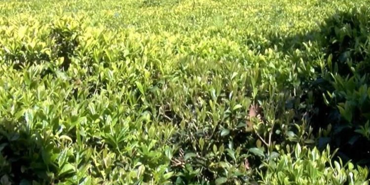 YAŞ ÇAY FARK ÖDEMESİ 2023: Tarım Bakanlığı ödeme fiyatını açıkladı