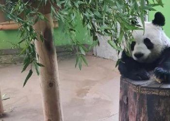 12 yıl evvel Çin’den gelen pandalar ülkelerine geri dönüyor…