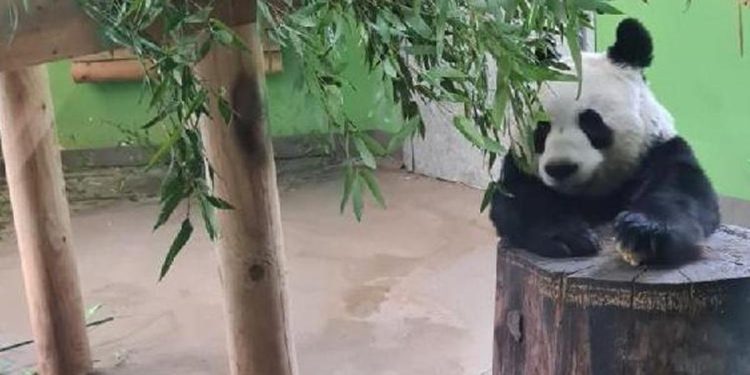 12 yıl evvel Çin’den gelen pandalar ülkelerine geri dönüyor…