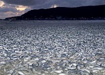 1200 ton balık kıyıya vurdu