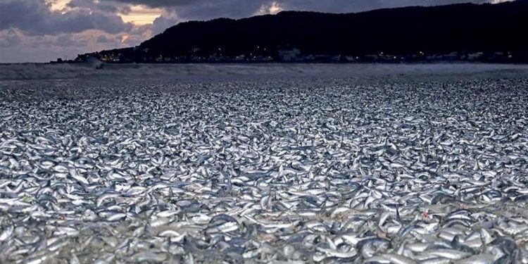 1200 ton balık kıyıya vurdu