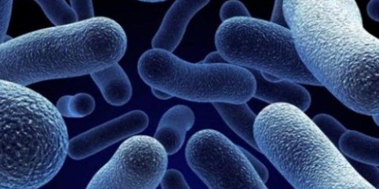 ABD ve Kanada’da salmonella alarmı! 8 kişi hayatını kaybetti